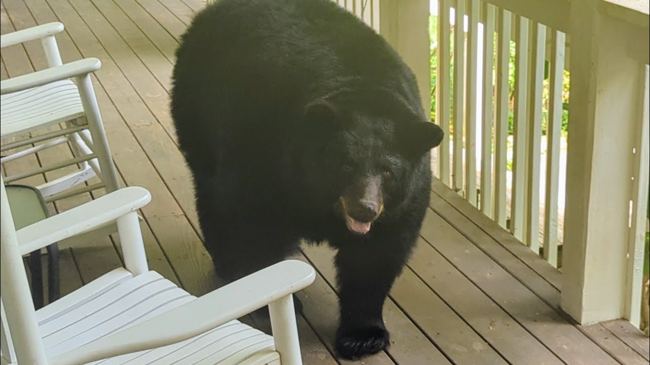 Bear Poppy — Table for One