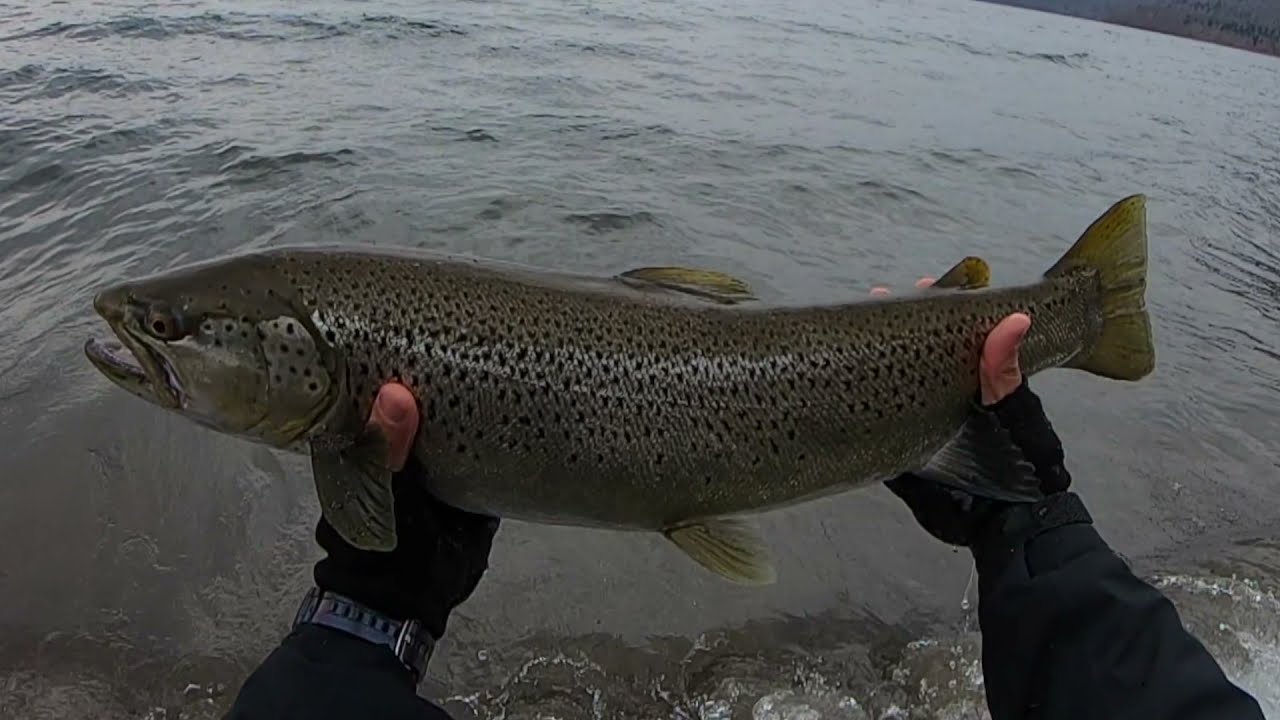 北海道フライフィッシング支笏湖７０ブラウン20190423