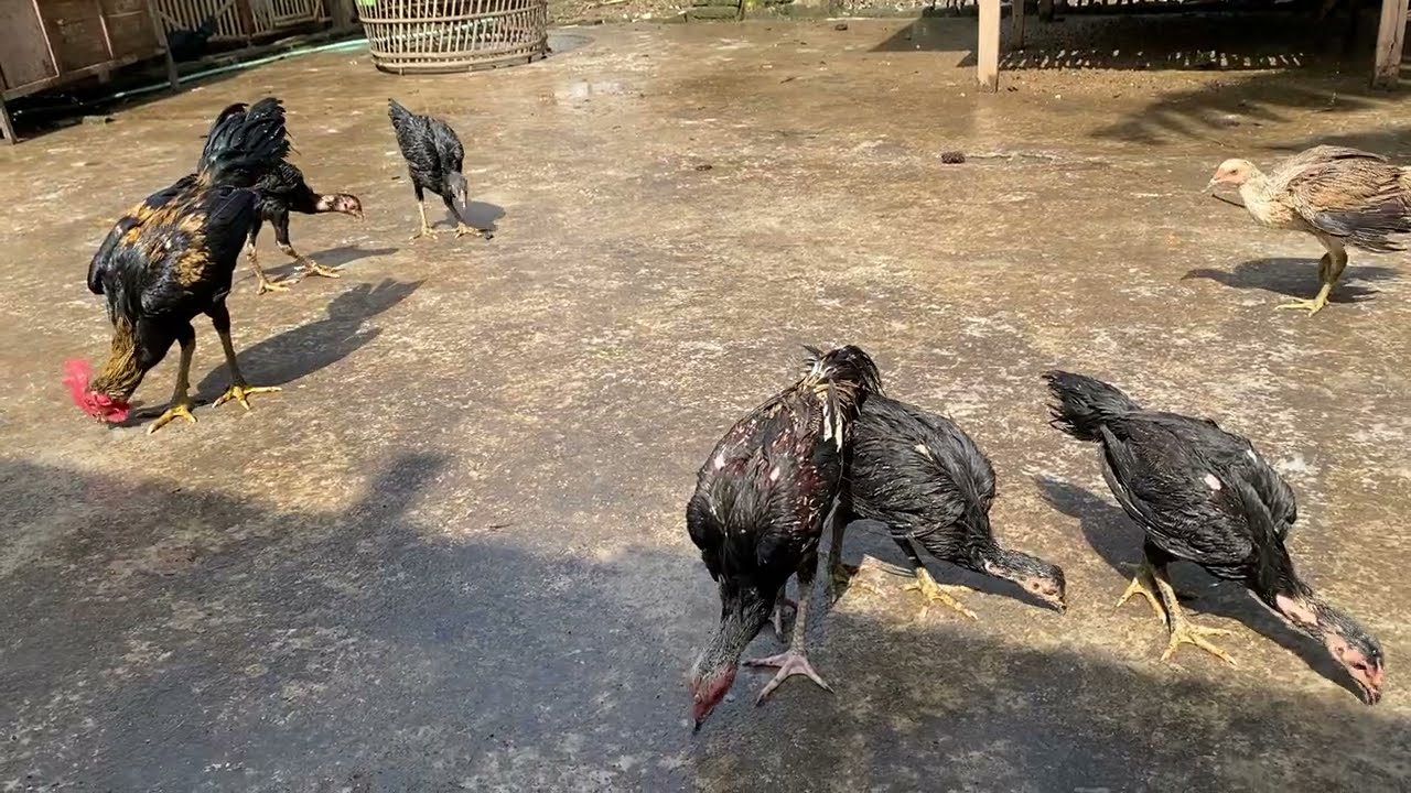 Jangan Buru-Buru Umbar Anak Ayam, Agar Tidak Stunting