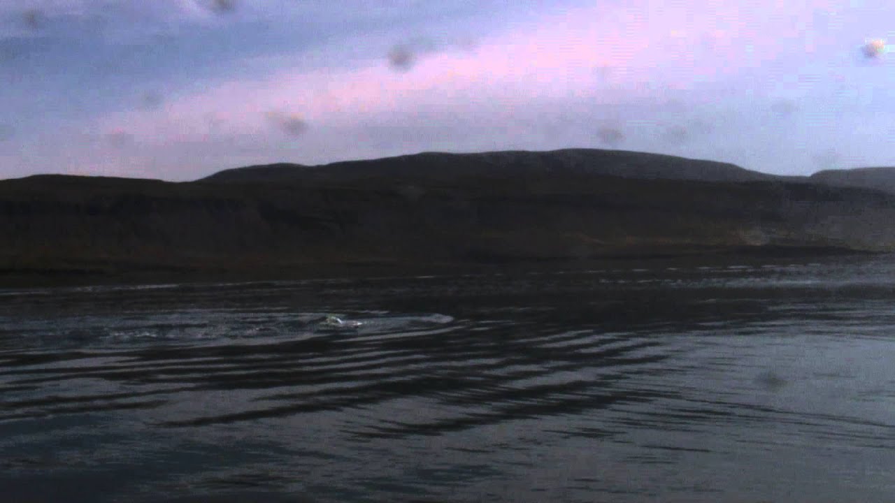 Hvalasko&eth;un fr&aacute; Bildudal - Whale watching Bildudalur - EagleFjord