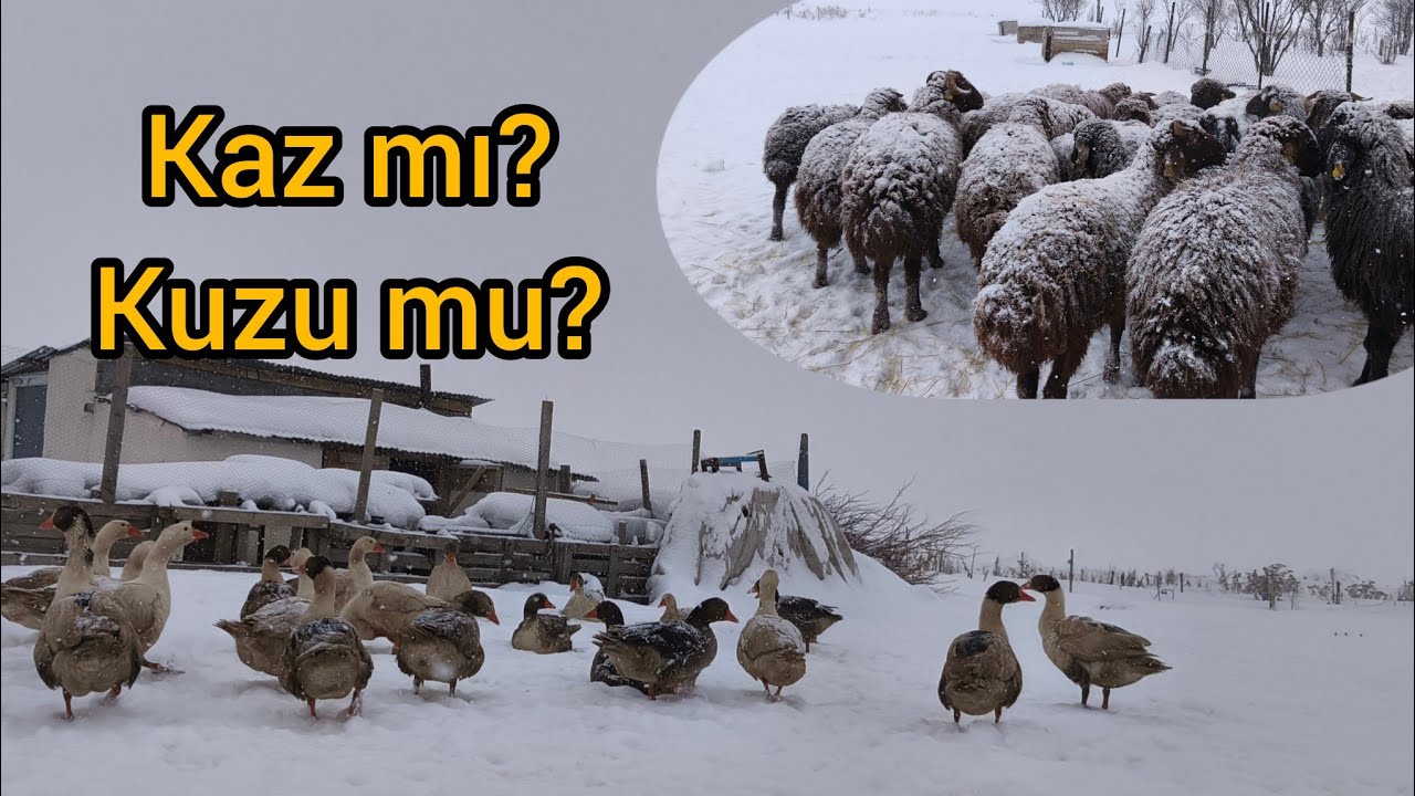 Kazlar hakkında araştırmaya başlıyoruz /  Kaz mı kuzu mu daha kârlı? #çiftlik #kazçiftliği #kuzu