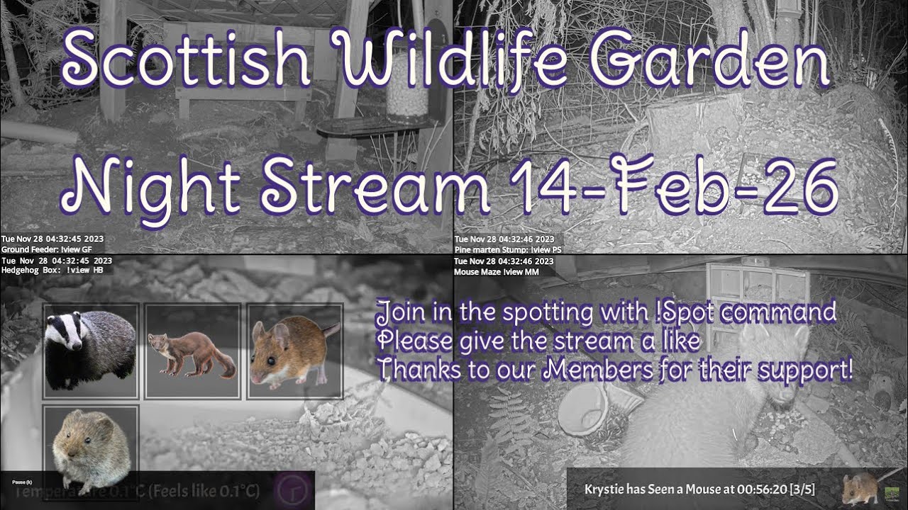 LIVE 🔴 Bird Feeders, Wildlife Cameras Scotland UK from Scottish Wildlife Garden