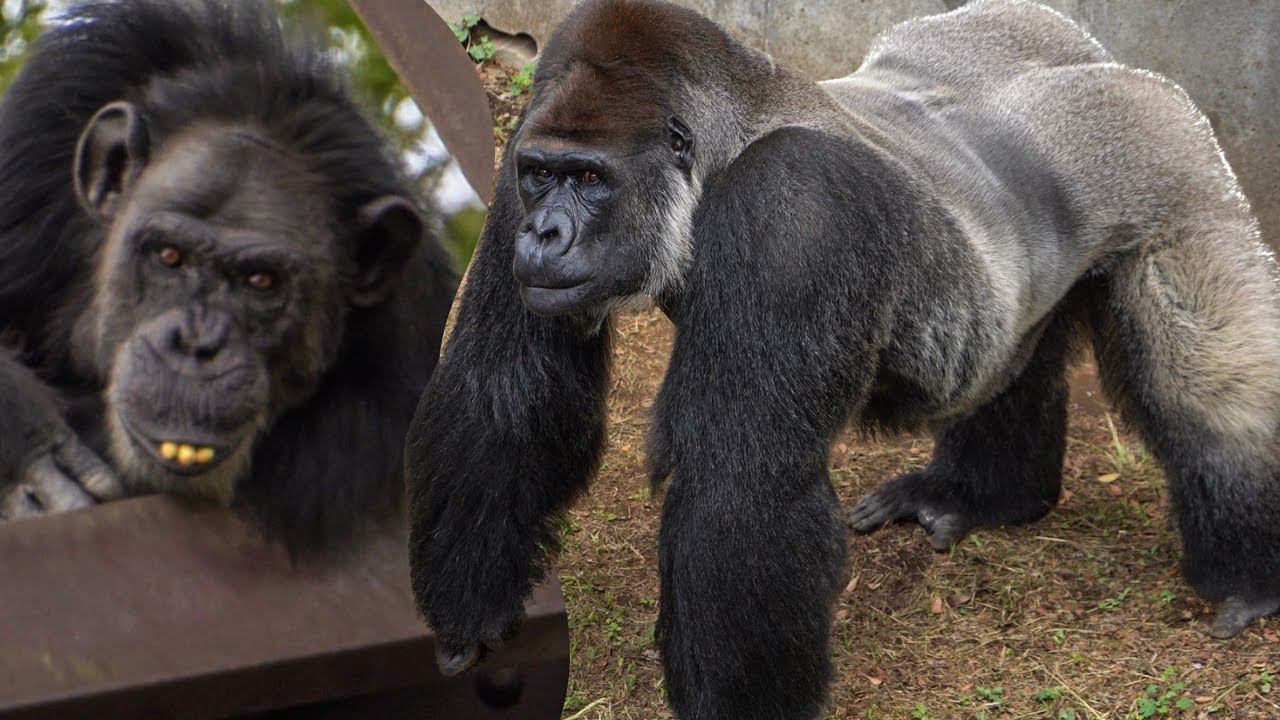 Gorilla Monta shows off. Santa wears dentures!? Chimpanzee CHIBA ZOO #1/7 千葉市動物公園ゴリラ,チンパンジー（0305）