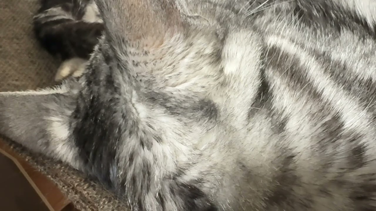 【睡眠用ネコ】背後から猫を見守りながら猫のゴロゴロ音を楽しむ動画 1時間22分