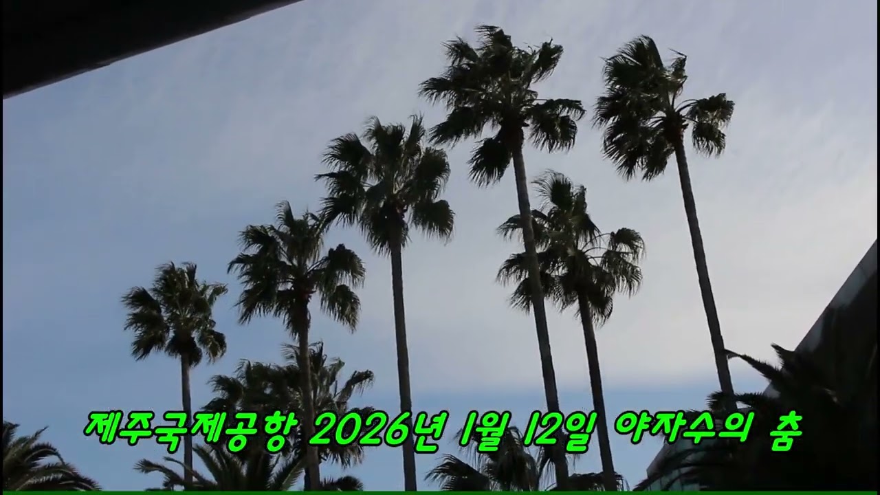제주국제공항 야자수의 춤