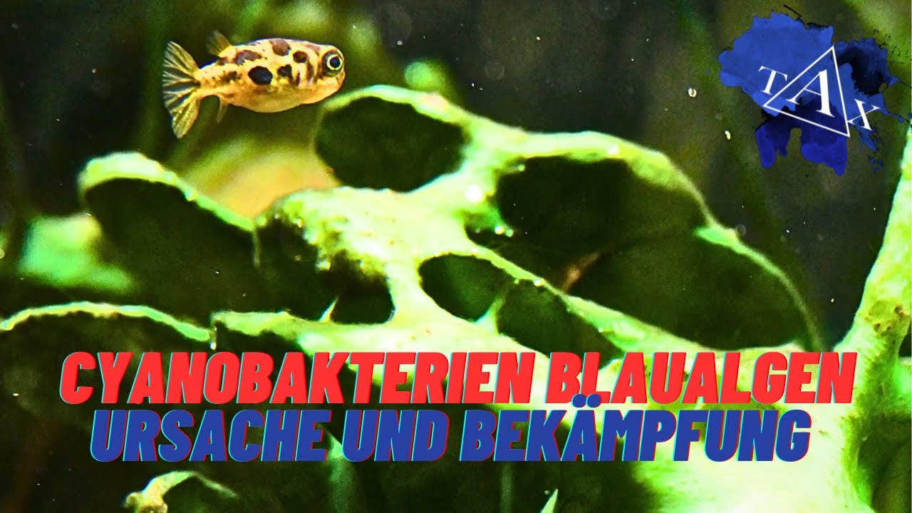 BLAUALGEN CYANOBAKTERIEN Ursache und Bek&auml;mpfung I TAX