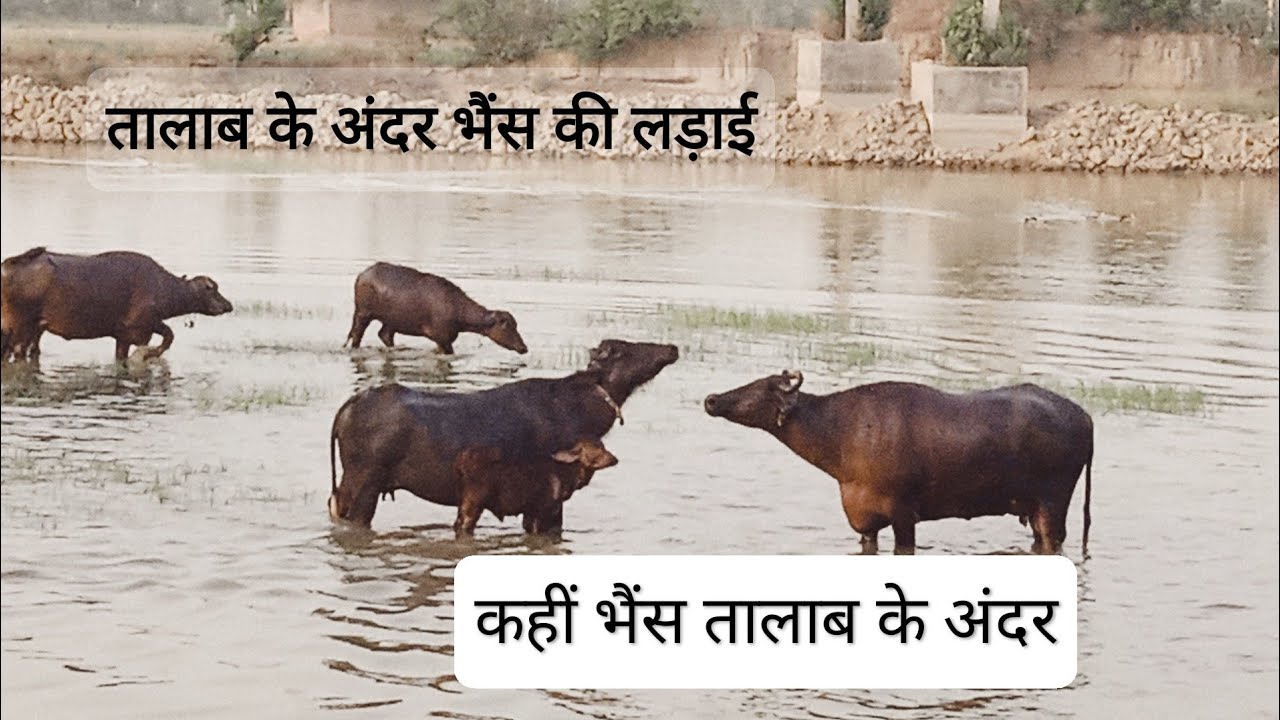 तालाब के अंदर पड़ी भैंसों में लड़ाई(Talab ke Andar Padi Bhains on Mein Ladai)
