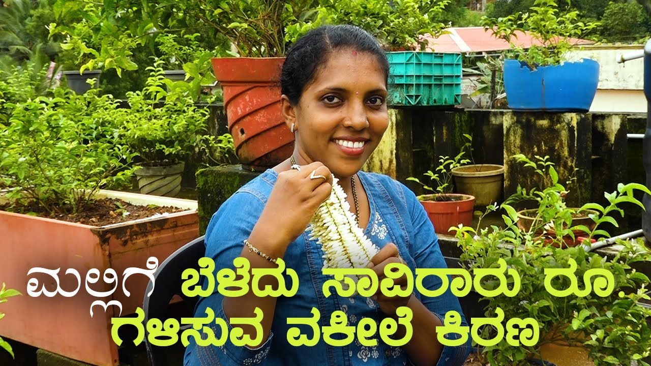 ಲಾಕ್ ಡೌನ್ ನಲ್ಲಿ ಹುಟ್ಟಿದ ಆಸಕ್ತಿ: ಮಲ್ಲಿಗೆ ಬೆಳೆದು ಸಾವಿರಾರು ರೂ. ಗಳಿಸುವ ವಕೀಲೆ ಕಿರಣ