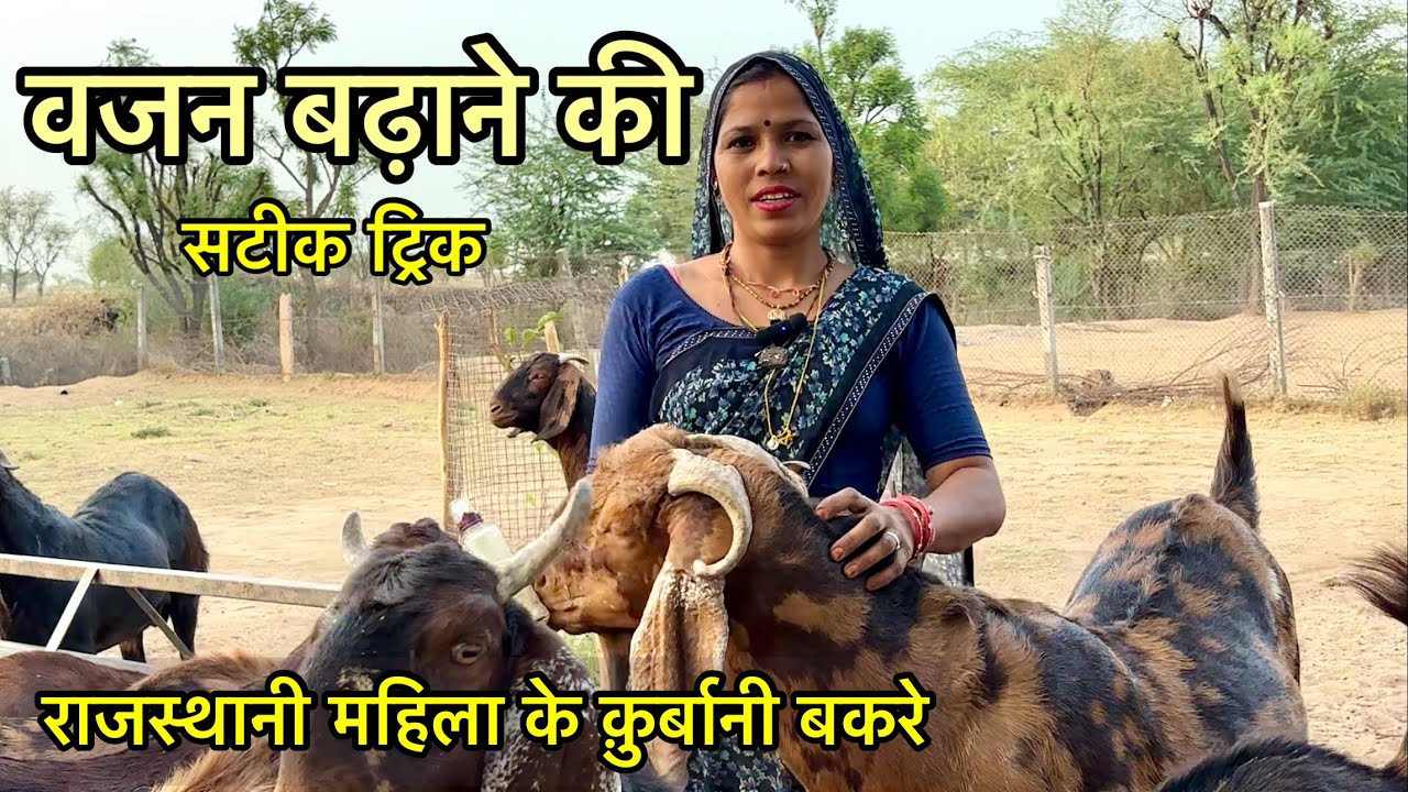 बकरों का वजन बढ़ाने में एक्सपर्ट है गाँव की ये महिला No. 6376659323 तैयार करती है कुर्बानी वाले बकरे