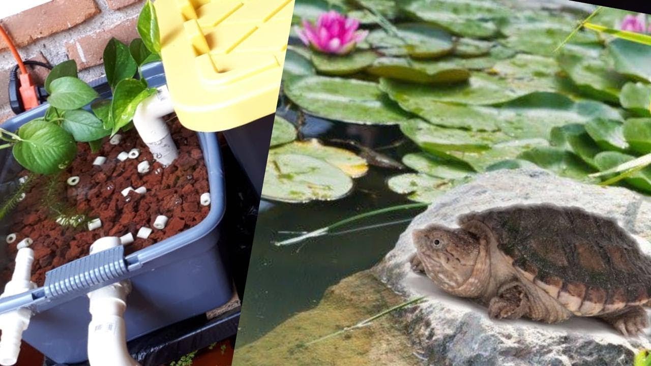 hábitat para TORTUGA LAGARTO / FILTRO DE PANTANO