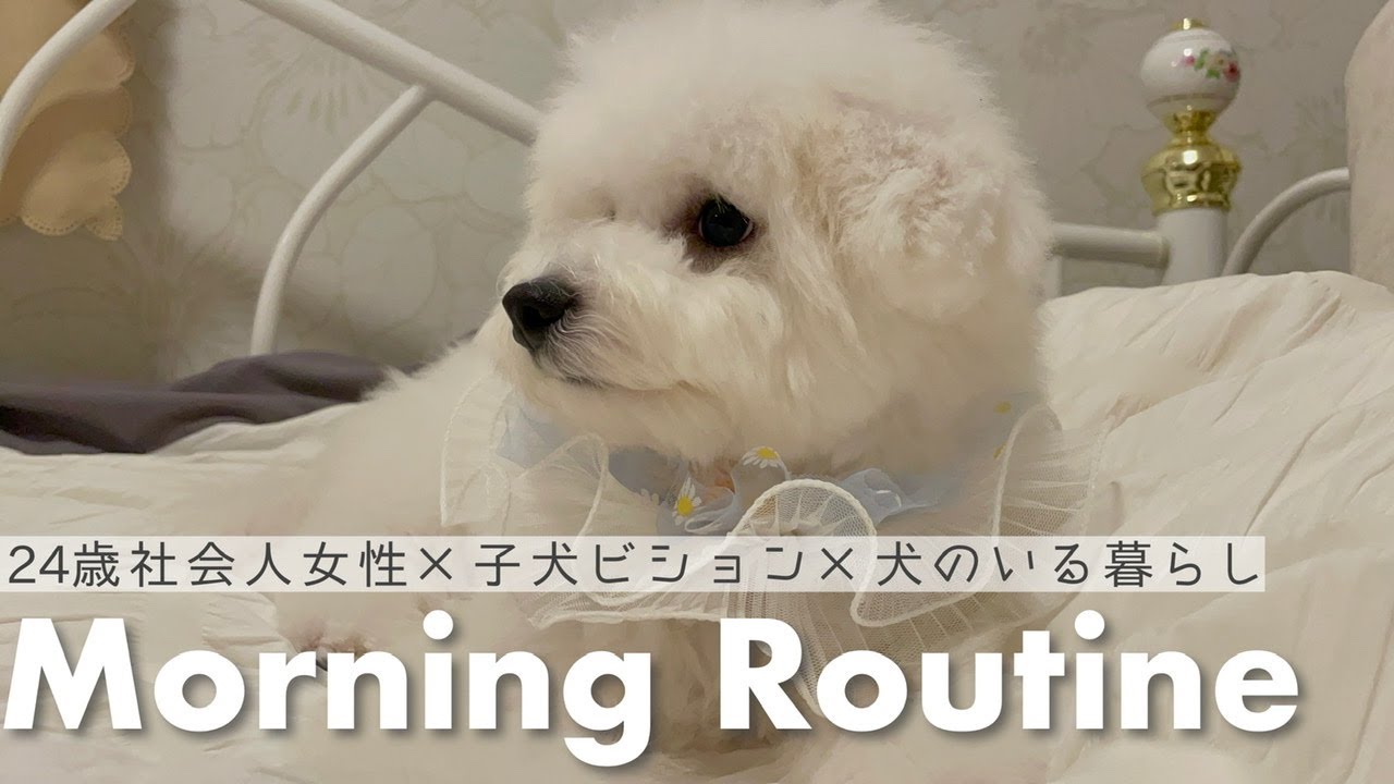【モーニングルーティン】24歳女性と生後7ヵ月ビションの幸せでちょっぴりドタバタな朝 ｜ VLOG