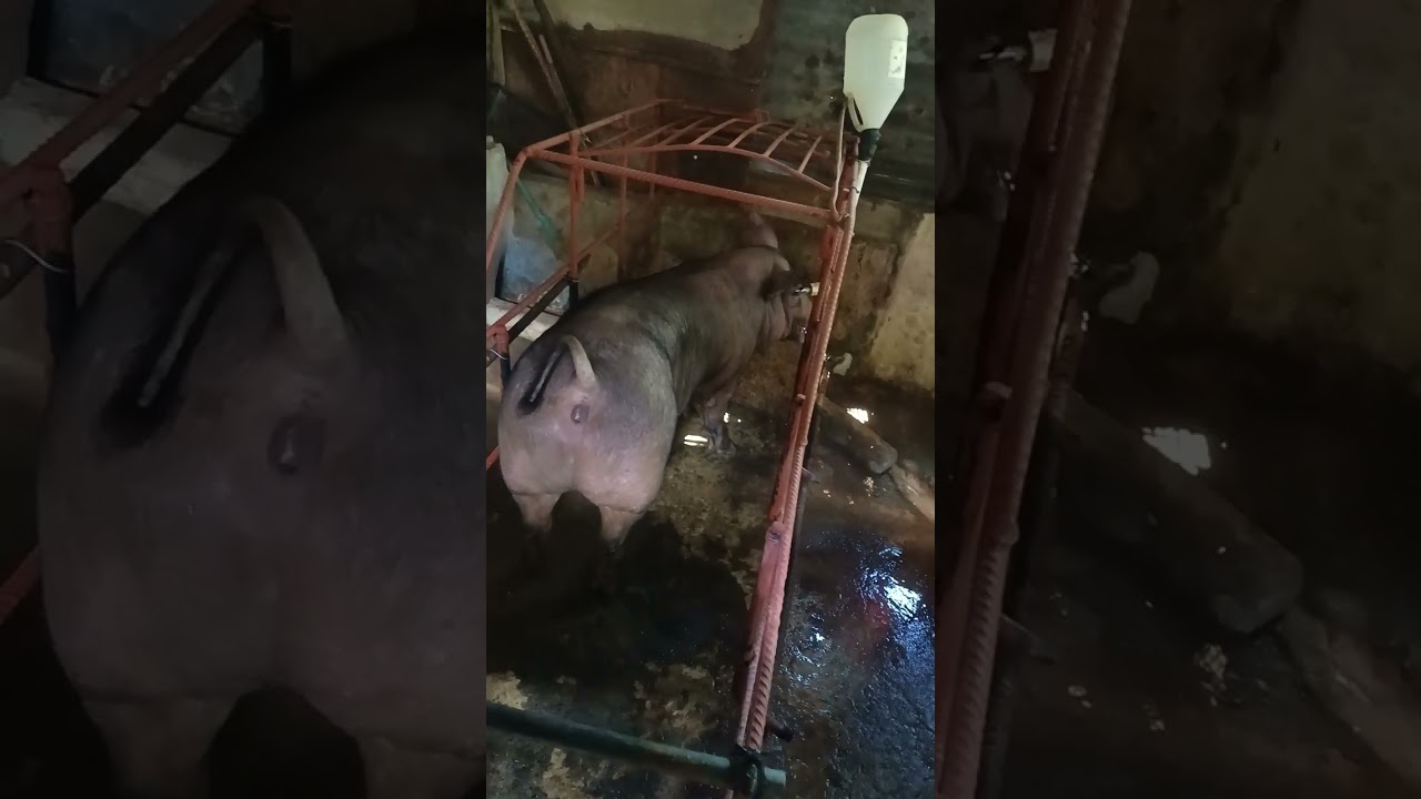 Gantong lahi maganda alagaan mga ka #pigfarming 