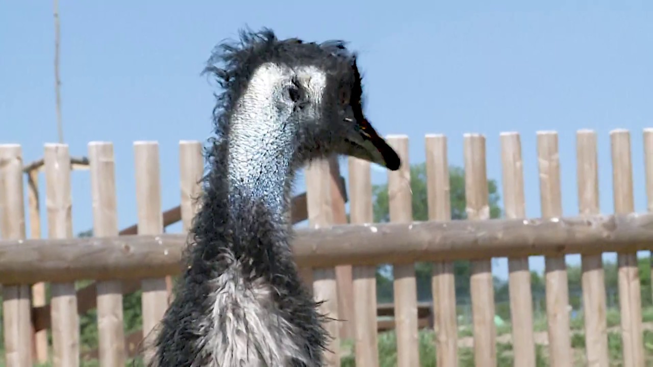 EMU táta Emil si povídá s vajíčkem