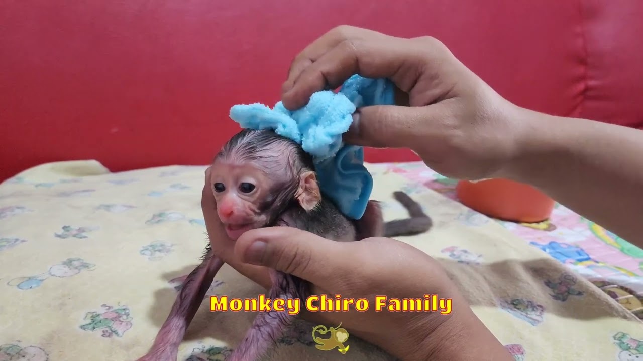 Newborn Baby Monkey Cleans itself and Learns to Drink Milk