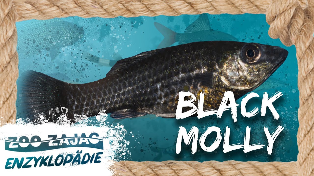 BLACK MOLLY | FISCHENZYKLOPÄDIE | Zoo Zajac