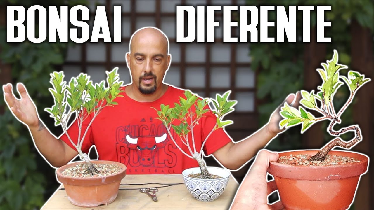 Otra forma de hacer bonsai - DISEÑO