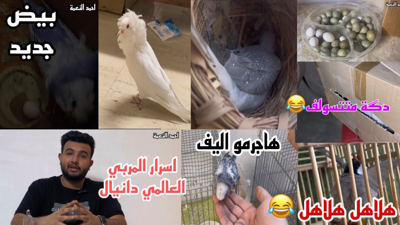 صارت بية دگة تاريخية😂اشتريت طيور زينة / حجيتلكم اسرار المربي العالمي دانيال بيض هاجرمو جديد