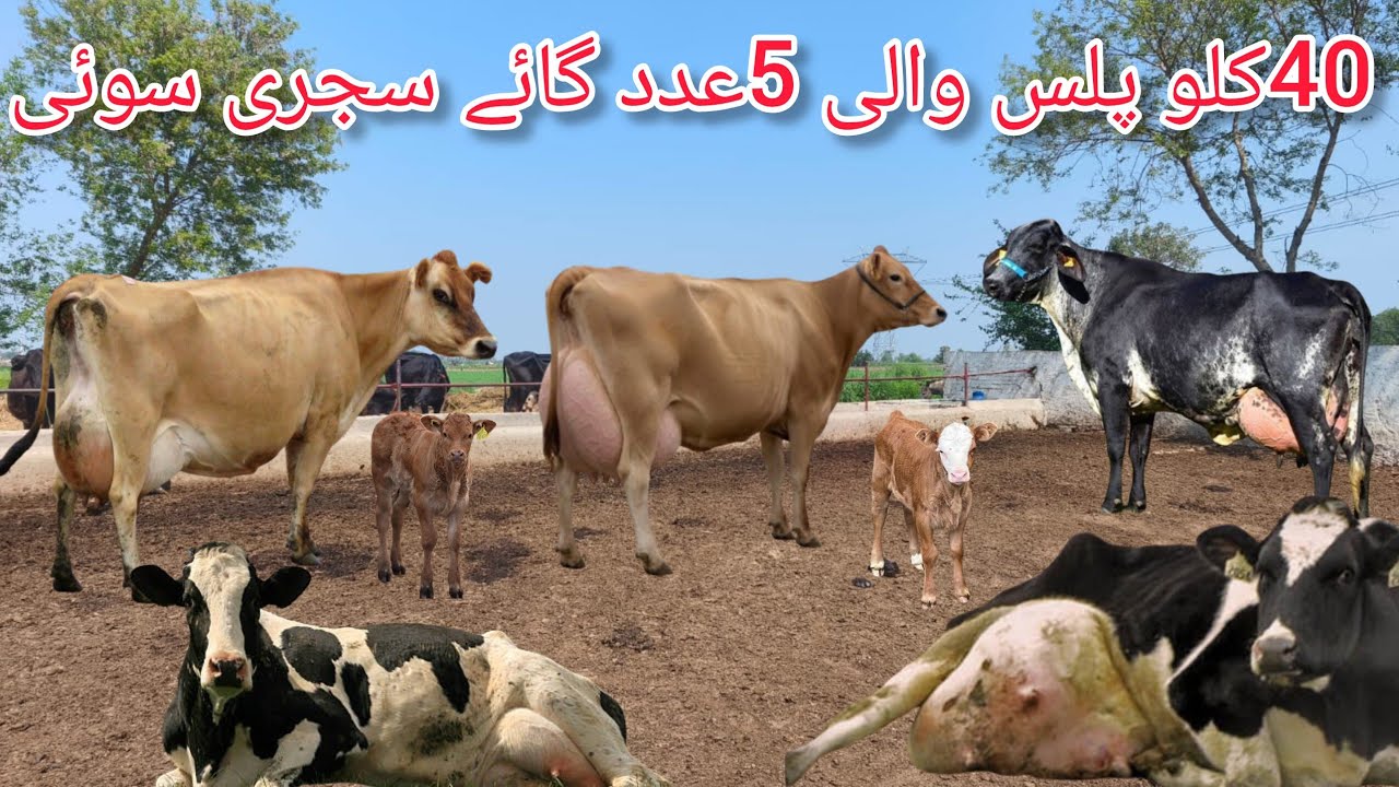 Cow for sale new video | cholistani Friesian cross cow | cholistani girlendo cross cow | 7March 2026