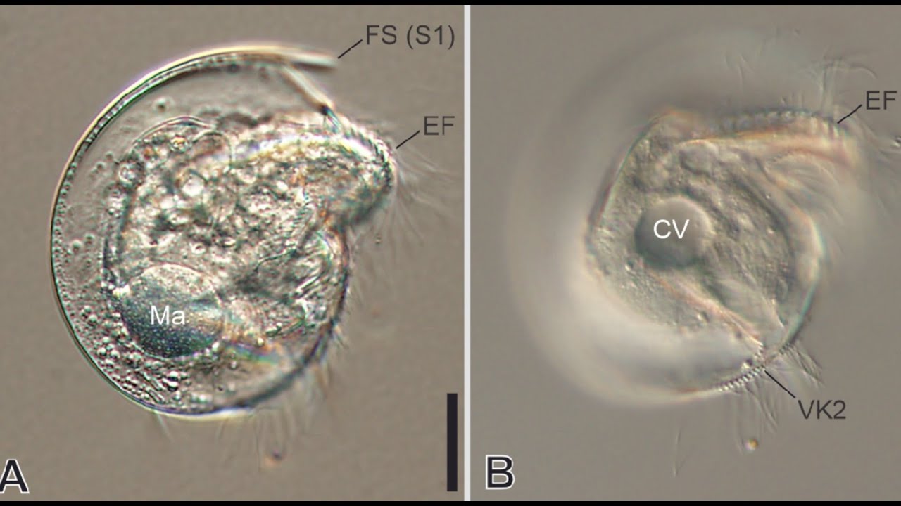 Discomorphella pectinata