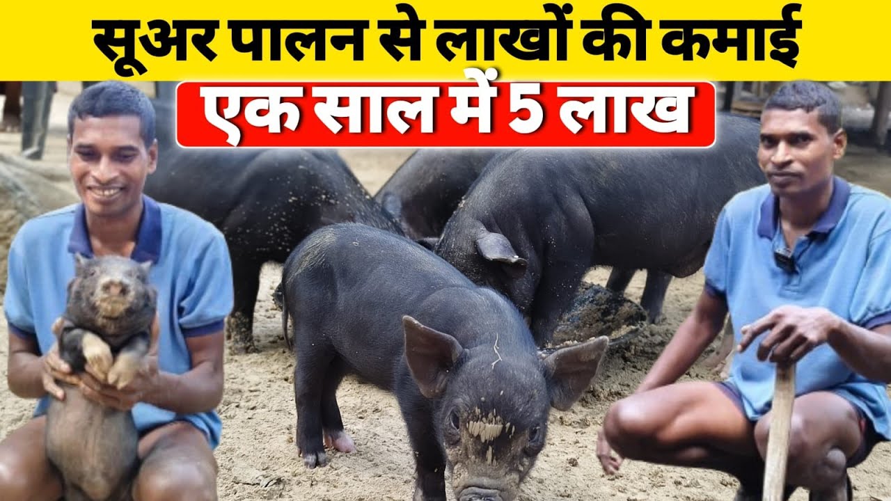 सूअर पालन से लाखों की कमाई 