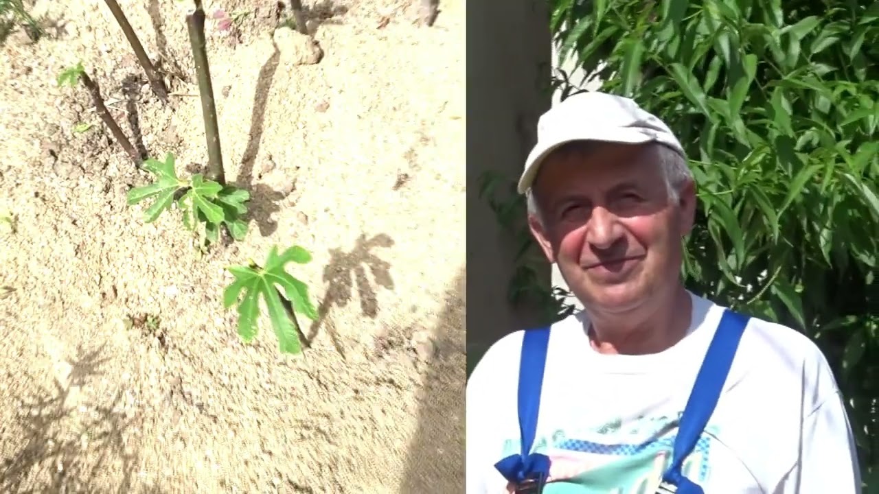 Ai smochin? Cea mai simplă metodă de &icirc;nmulțire