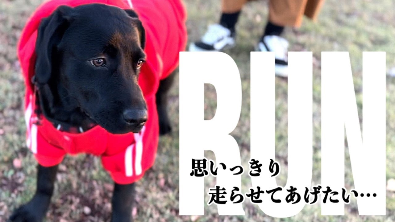 ワンちゃん大喜び！20mロングリードを試してみた…［ラブラドールレトリバー］