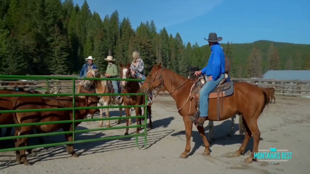 Team Penning-Learn How To Drive Cattle