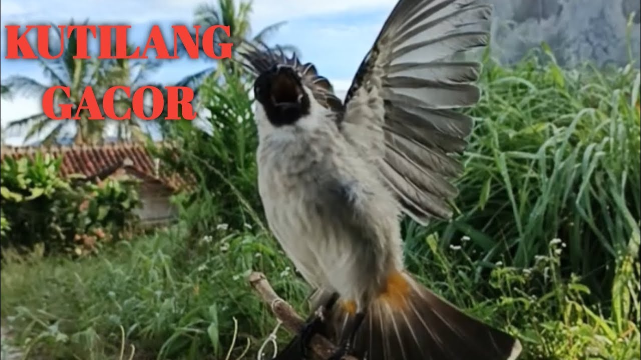 Suara Burung Kutilang Gacor Memanggil‼️Burung Liar pasti MendekatDengar Suaranya