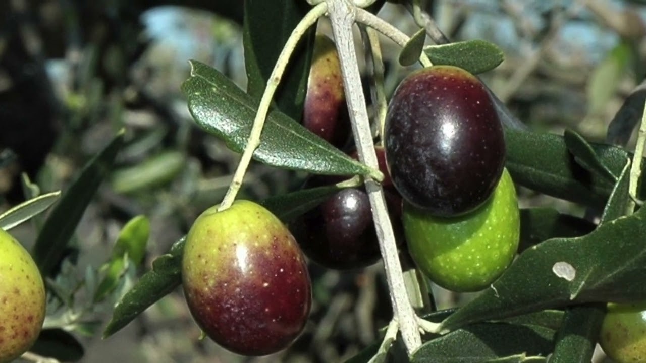 Olio extravergine d'oliva toscano, le immagini che raccontano una storia di tradizione e passione