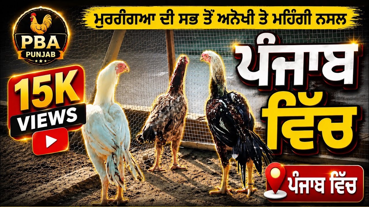 ਮੁਰਗਿਆਂ ਦੀ ਪੰਜਾਬ ਵਿੱਚ ਵੱਖਰੀ ਤੇ ਸਭ ਤੋਂ ਮਹਿੰਗੀ ਨਸਲ | ਆਓ ਜਾਣੀਏ 