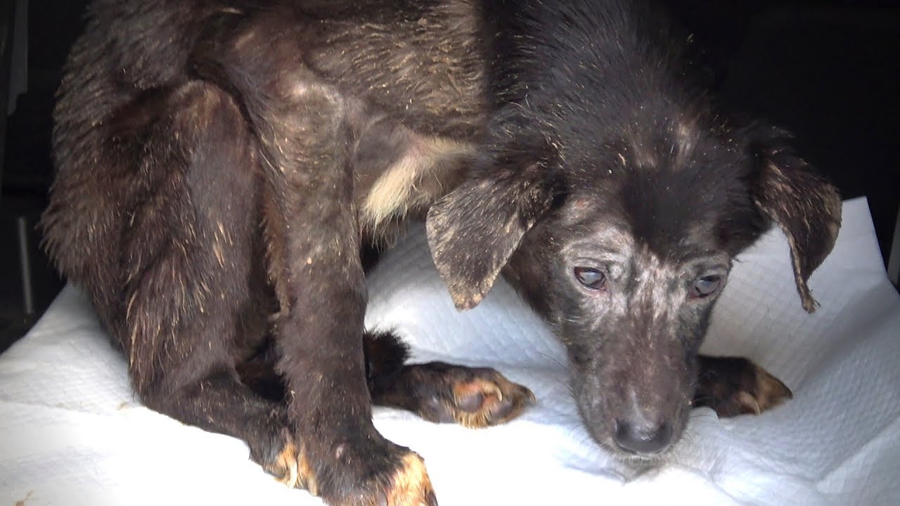 Rescue of Starving Terrified Dog Who Never Wagged Her Tail | Howl Of A Dog
