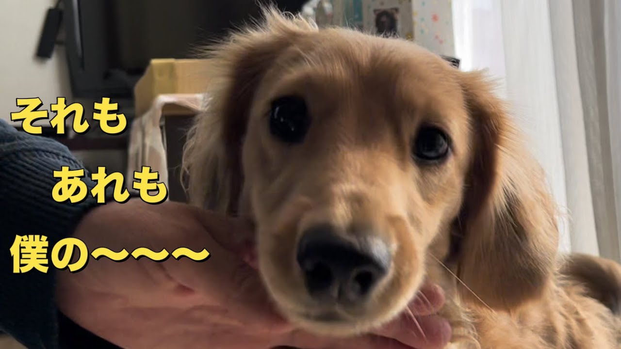 可愛くてしょうがないので甘やかしたらこんな犬になります（大きいダックスフンド）