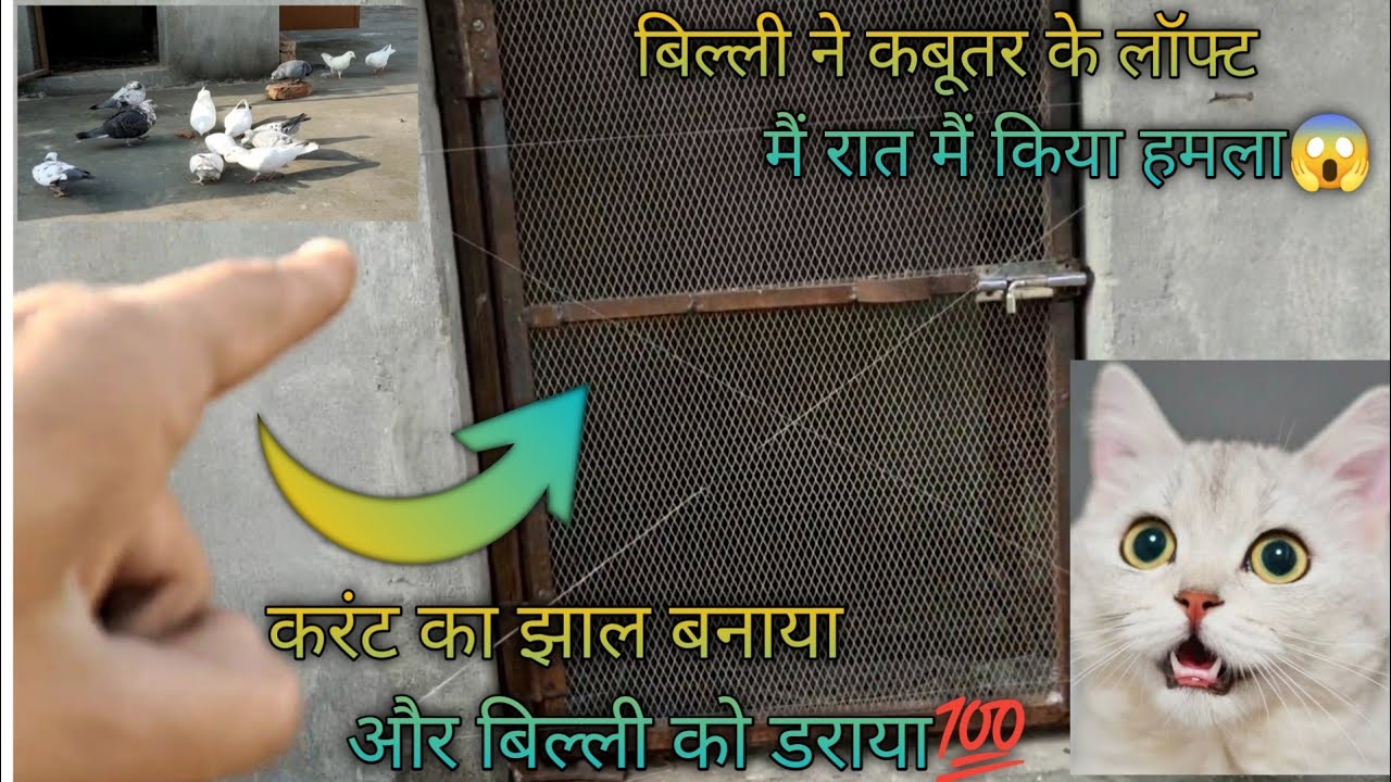 कबूतर को बिल्ली से बचाने के लिए।। करेंट वाला झाल बनाया👍