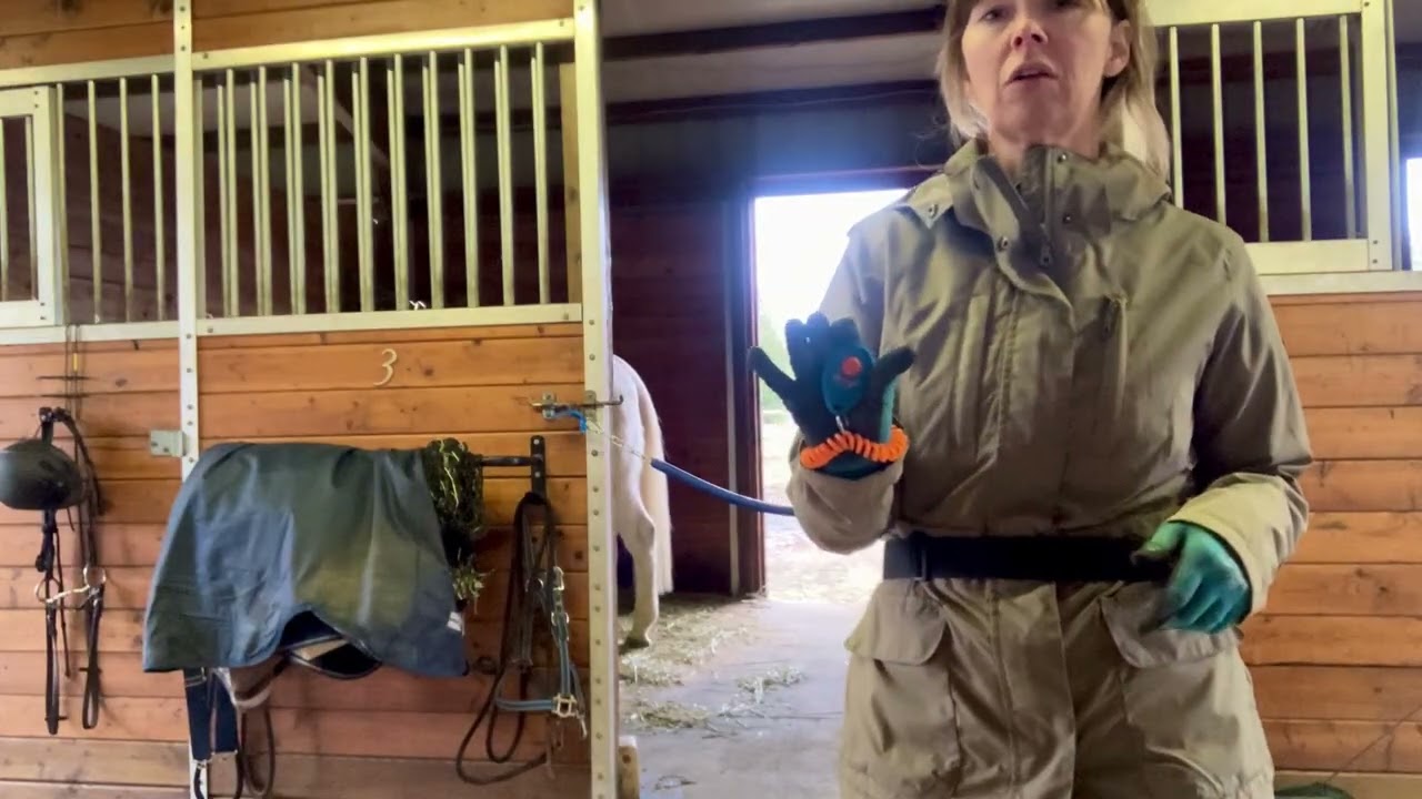 A Quick Introduction to Positive Reinforcement Training with Horses/Clicker Training Horses