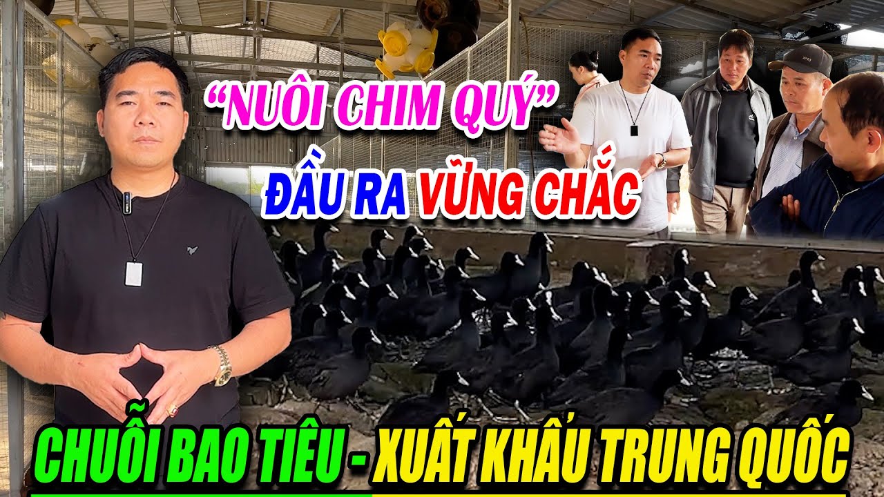 CHĂN NUÔI CHIM QUÝ ĐẦU RA VỮNG CHẮC TỪ CHUỖI BAO TIÊU-XUẤT KHẨU TRUNG QUỐC | TẦM VÓC NHÀ NÔNG