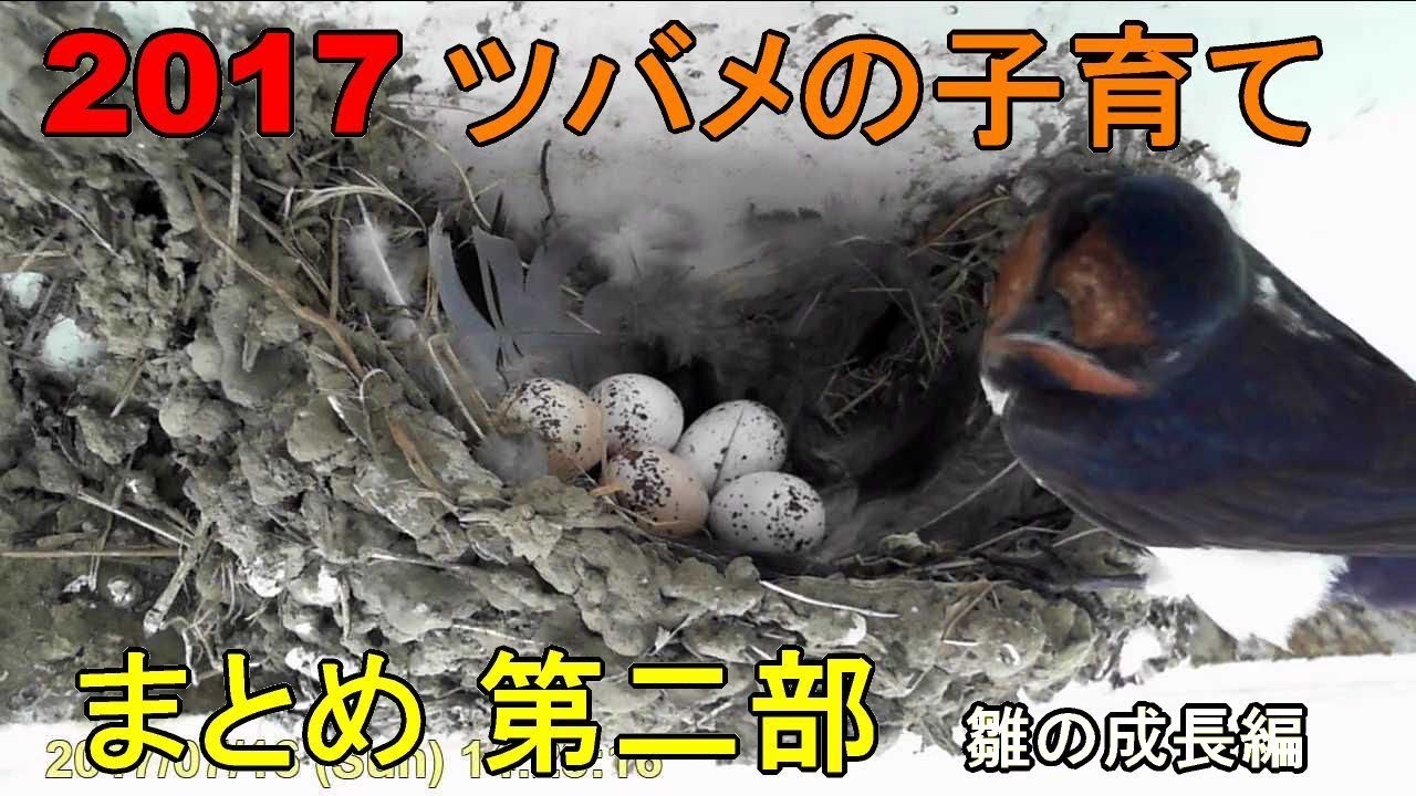 2017 ツバメⅡ 孵化から雛が育って行く様子 19日間のまとめ