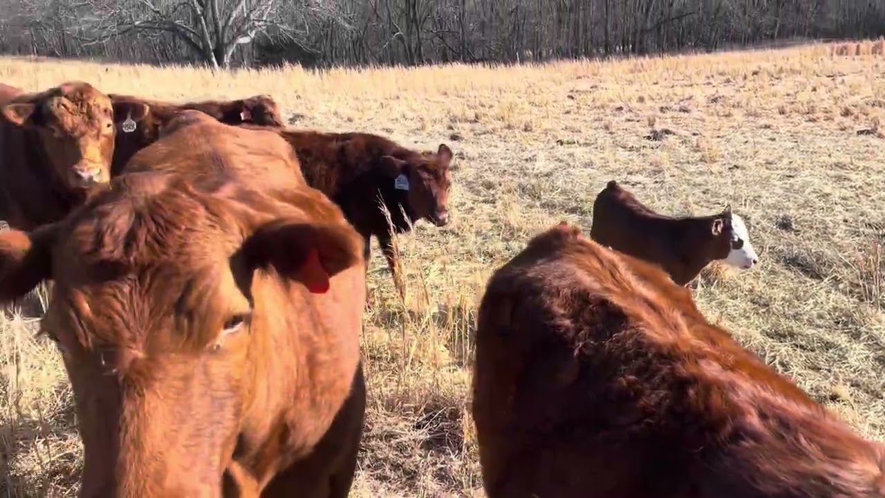 February Grazing 20260221 #southpollcattle #cow 