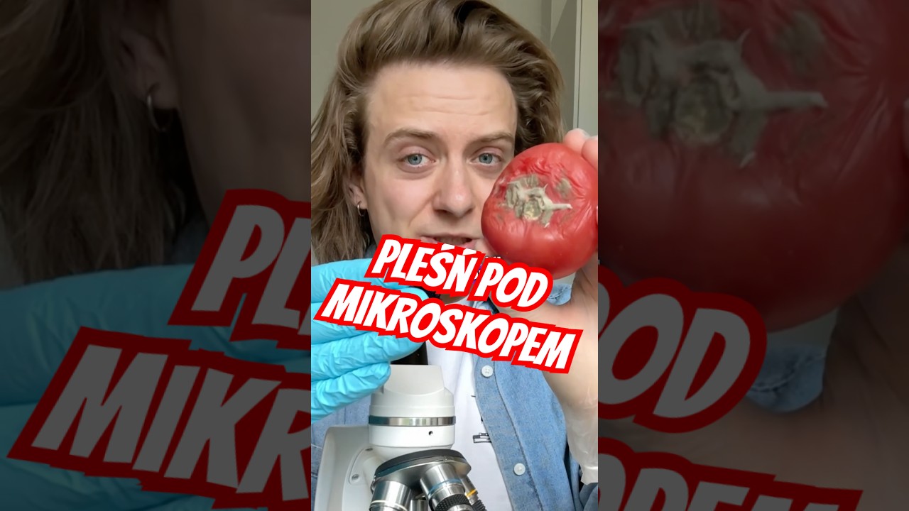 PLEŚŃ POD MIKROSKOPEM