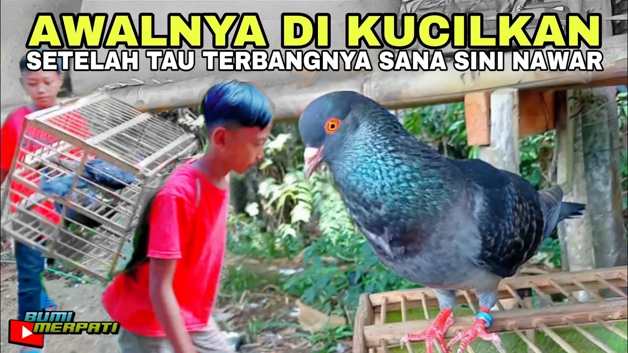 AKSI MANUVER DORRR MERPATI BOCIL INGUSAN, BELI 100 RIBU + DONDANG REOT !!!