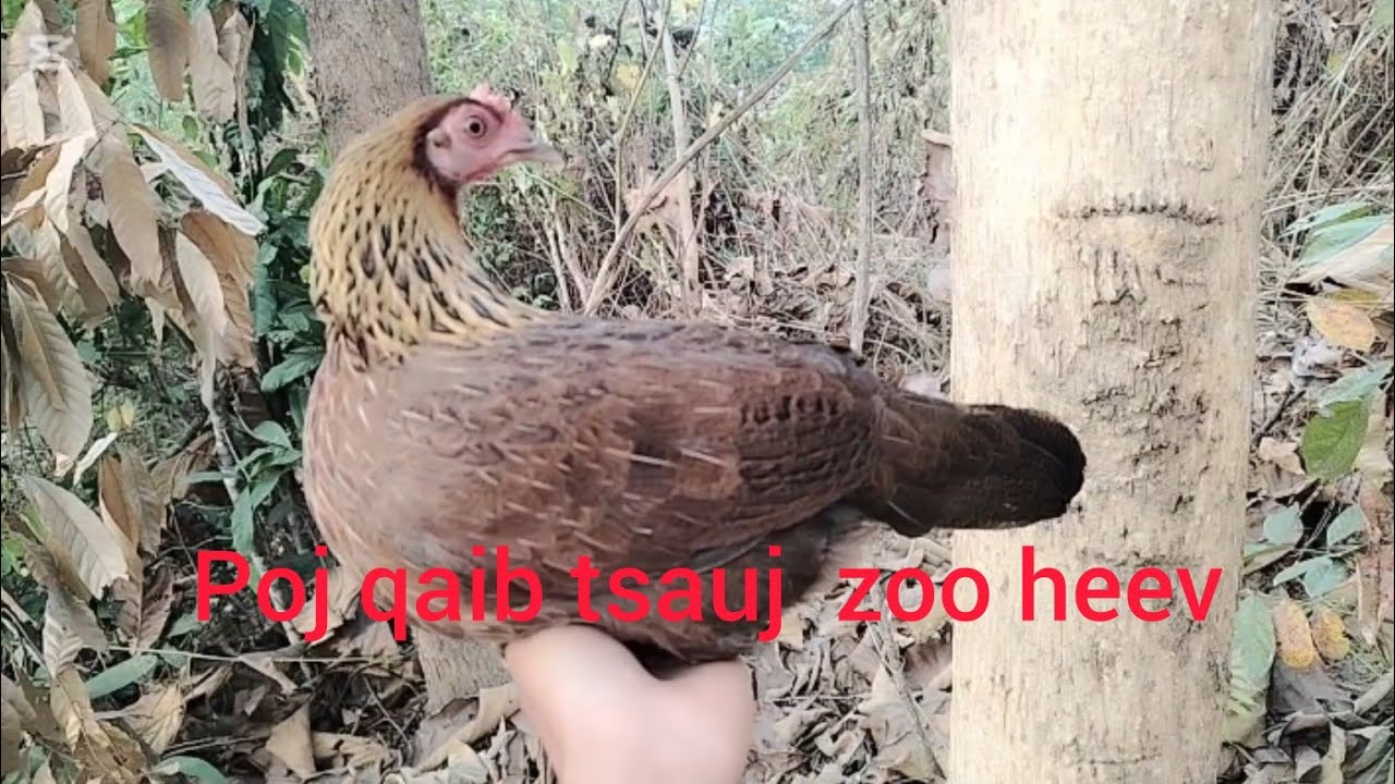 Noob​ poj​ qaib​ tsauj​ nawb​ 
