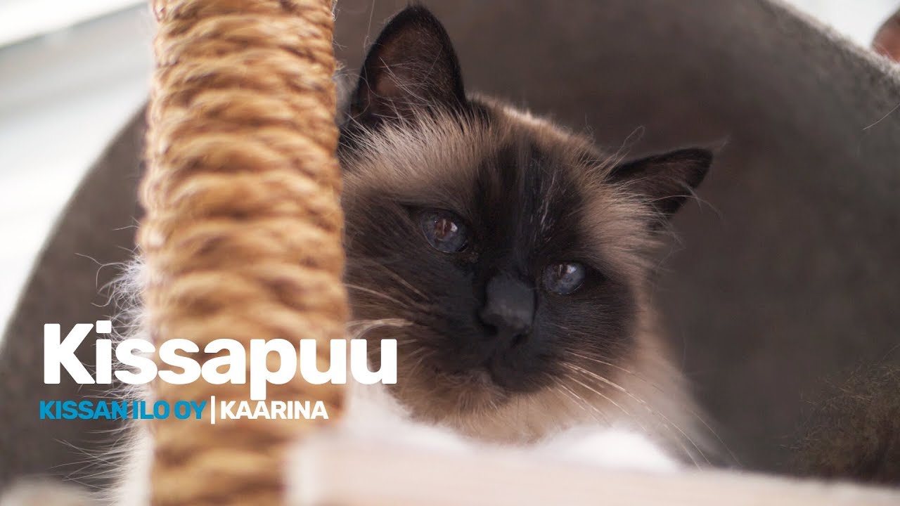 Verkkokauppiaan tarina: Kissapuu