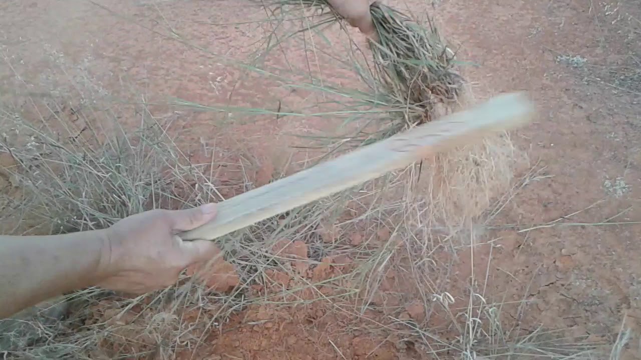 Arrancando raiz para fabricacao de ninhos....