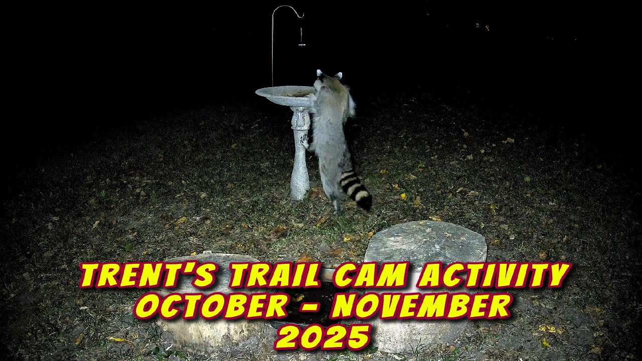 Trent's Trail Cam Activity - October & November 2025