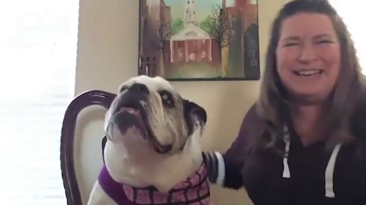 cbd oil for dogs honest paws review