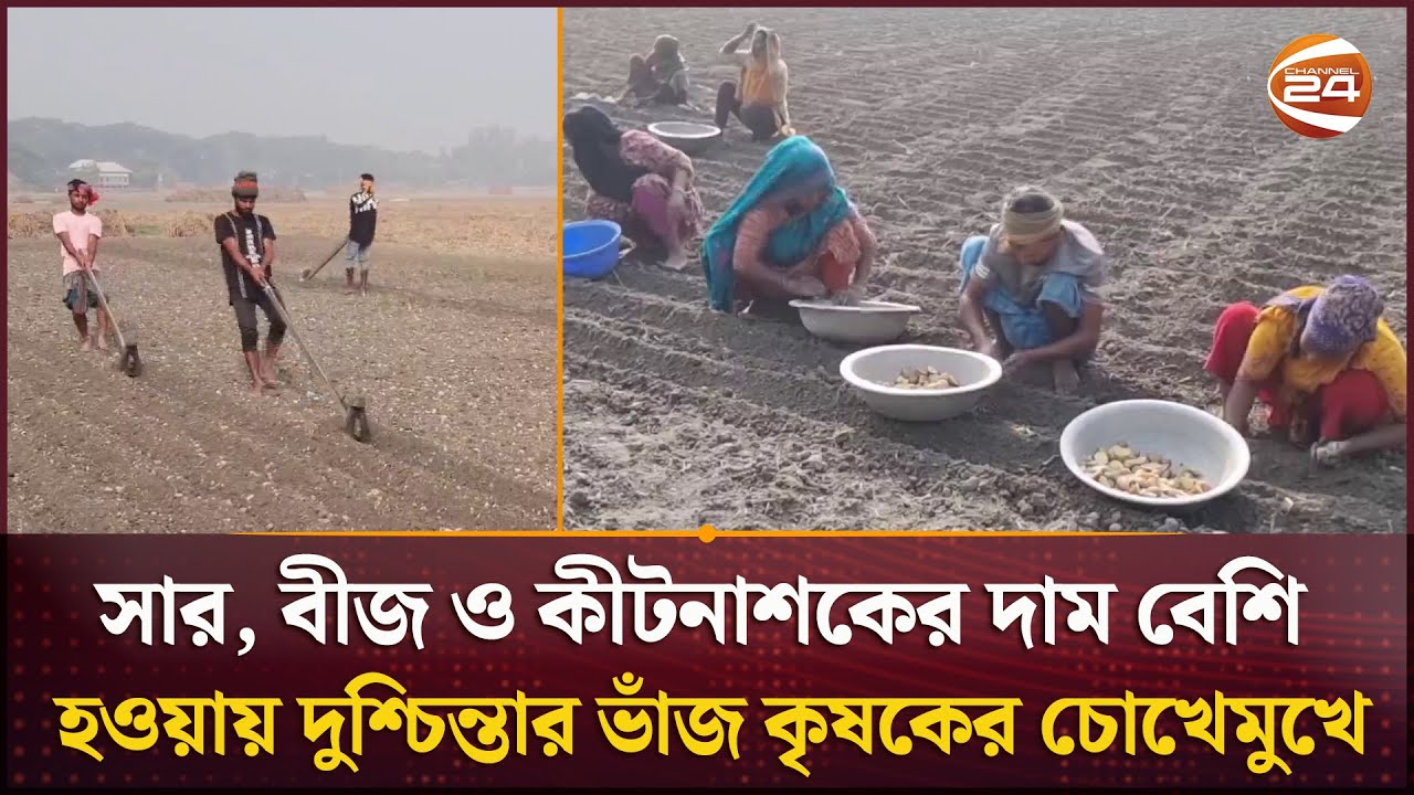 আলু নিয়ে সংকটে মুন্সিগঞ্জের প্রান্তিক কৃষক ও আলু চাষিরা | Munshiganj Potato | Channel 24