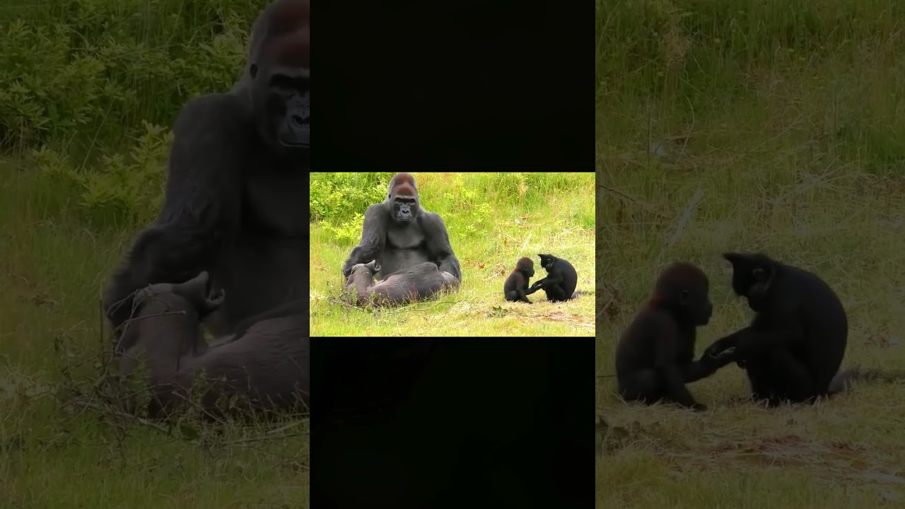 Baby Gorilla And His Friend