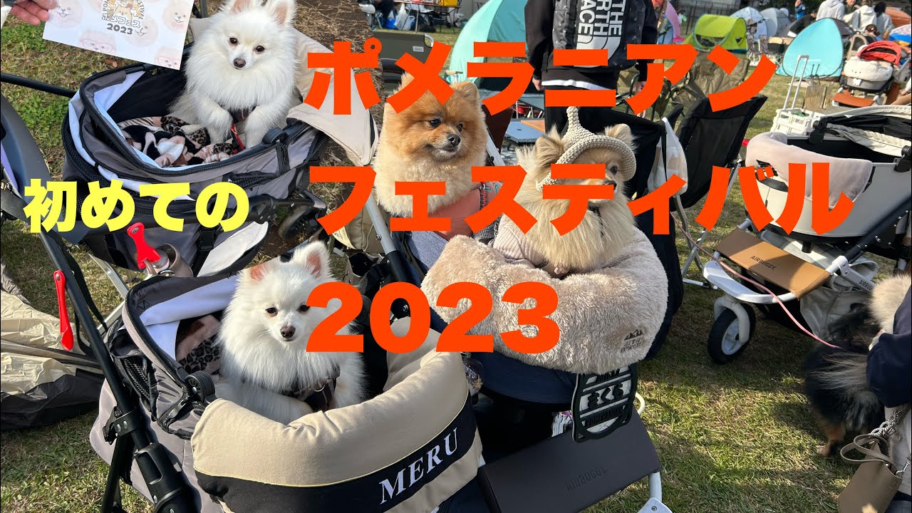 【ポメラニアンフェスティバル2023】　イーノの森dog garden☆☆#ポメラニアン#める#ポメラニアンフェスティバル#イーノの森dog garden