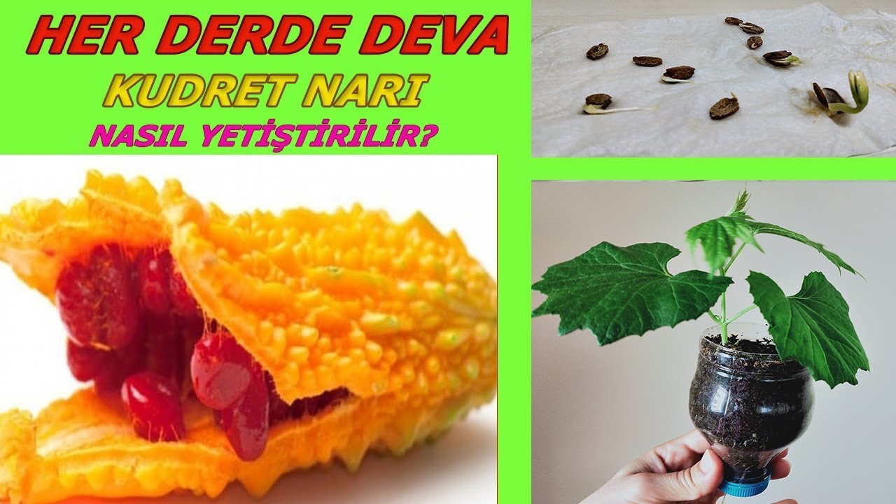 KUDRET NARI NASIL YETİŞTİRİLİR