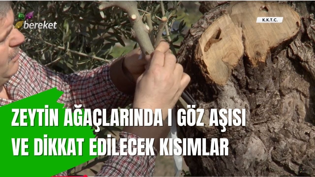 Zeytin Ağaçlarında I Göz Aşısı ve Dikkat Edilecek Kısımlar