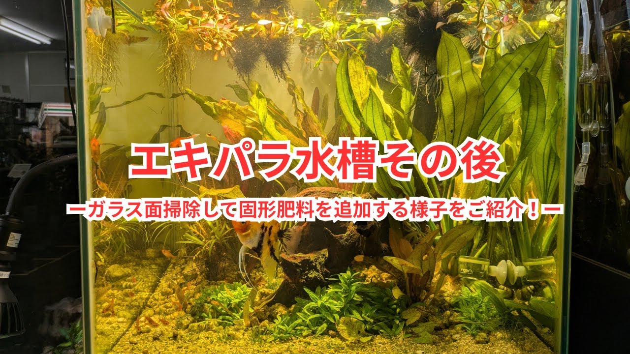 エキパラ水槽のその後 今日はガラス面を掃除してトリミング・固形肥料を追加します！